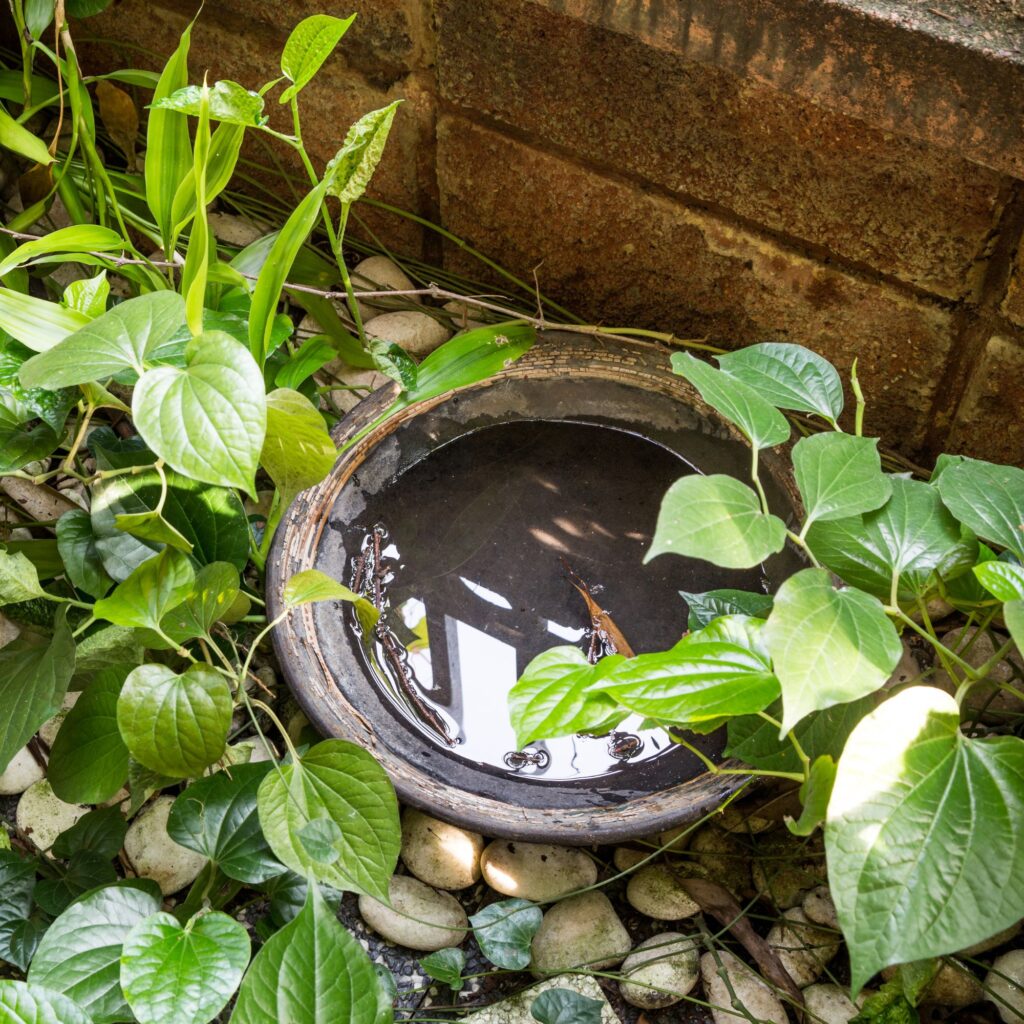 stagnant water in a flower pot